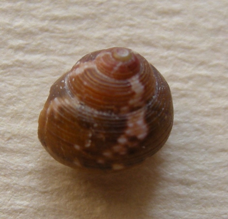 Turbinoides